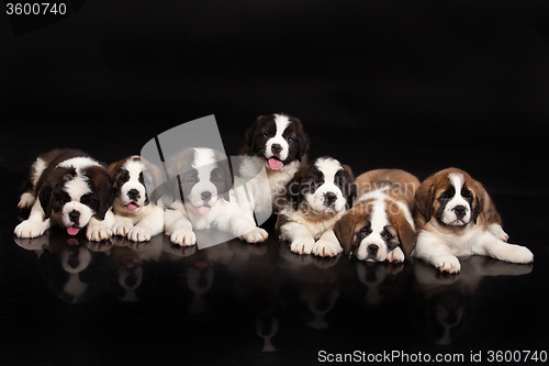 Image of Seven Puppies