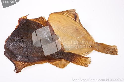 Image of Fish