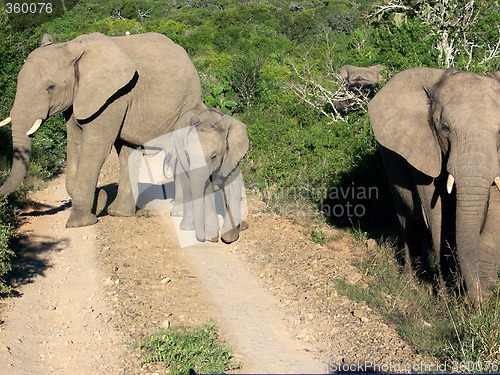 Image of Herd of elephants