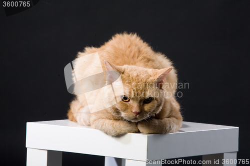 Image of Red Cat