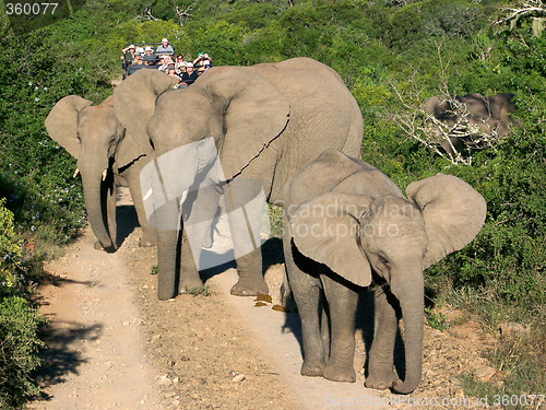 Image of Herd of elephants