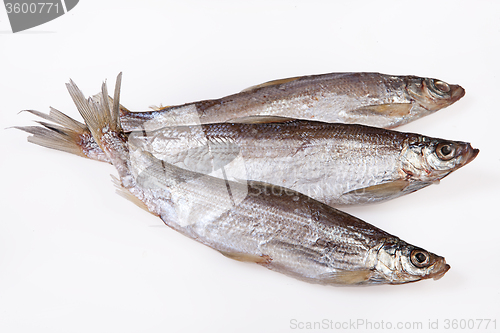 Image of Fish