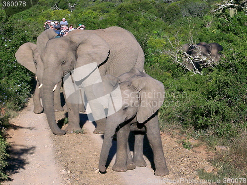 Image of Herd of elephants