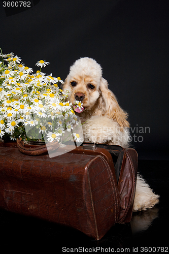 Image of Cocker Spaniel