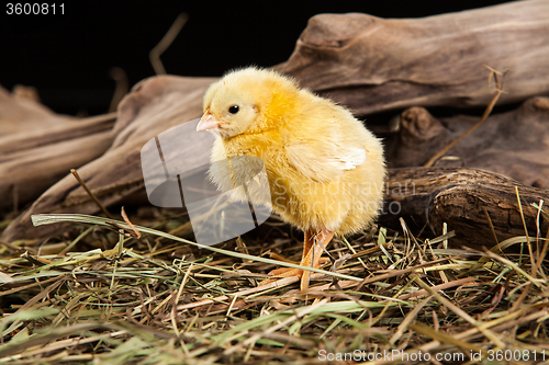 Image of Little Yellow Chicken