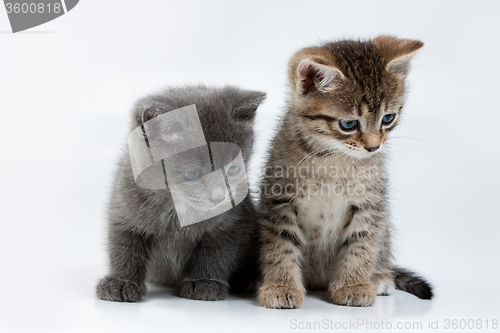 Image of Little Kittens