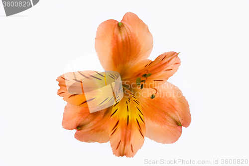Image of Isolated Flower