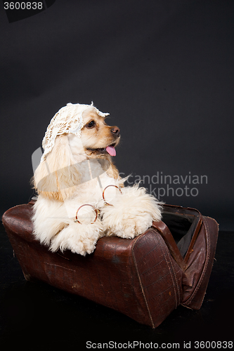 Image of Cocker Spaniel