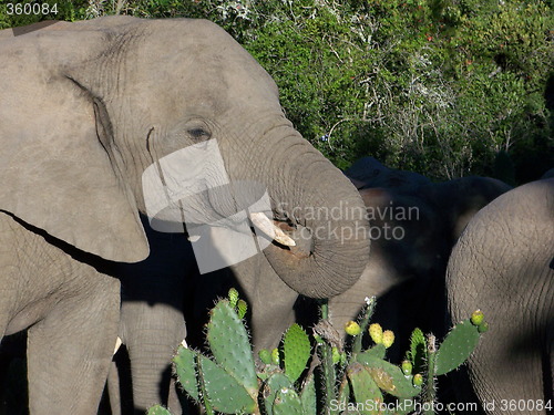 Image of Elephant eating a prickly pear