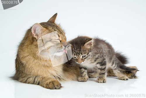 Image of Cat And Kitten