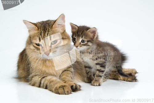 Image of Cat And Kitten