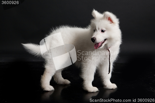 Image of Husky