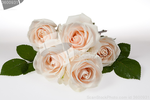 Image of Flowers