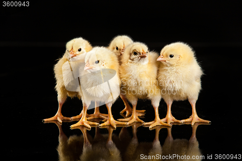 Image of Little Yellow Chickens