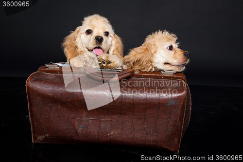 Image of Cocker Spaniel