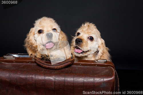 Image of Cocker Spaniel