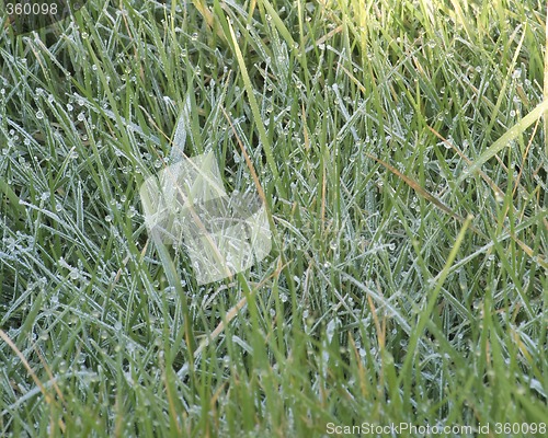 Image of frosty grass
