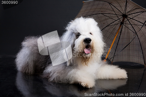 Image of Bobtail And Umbrella