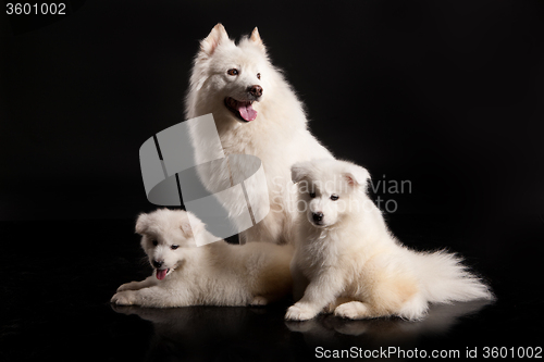 Image of Family Of Samoyeds