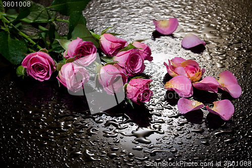 Image of Roses And Petals On Black