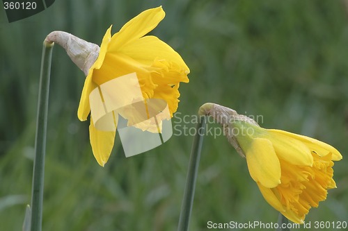 Image of daffodils