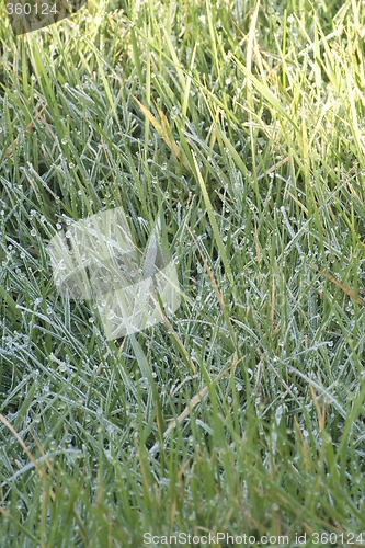 Image of frosty grass