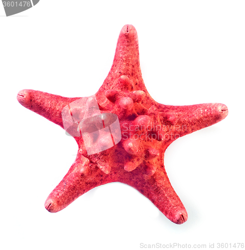 Image of starfish