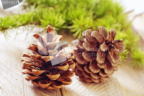 Image of pinecones