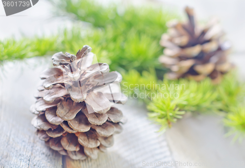 Image of pinecones