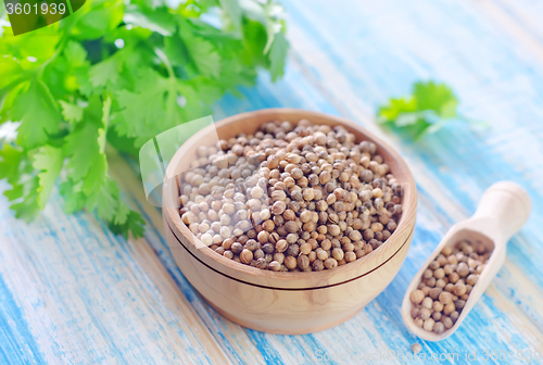 Image of coriander