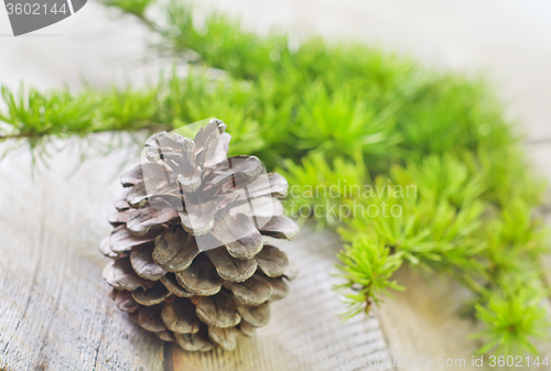 Image of pinecones