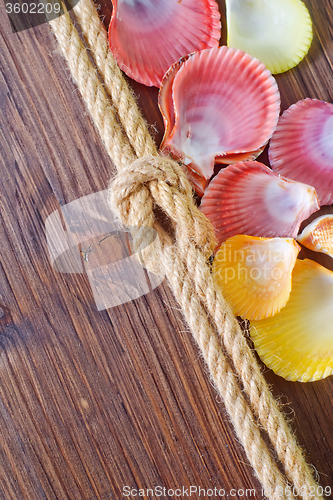 Image of sea shells and rope