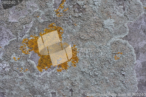 Image of Lichens on rock