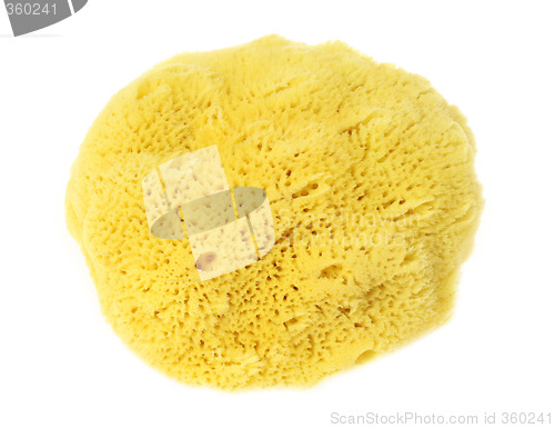 Image of Natural Sponge