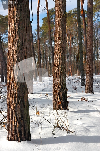 Image of Trees