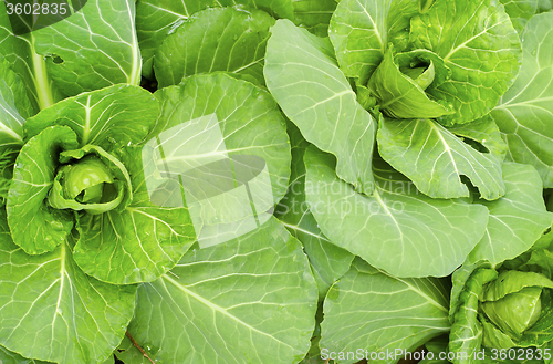Image of cabbage