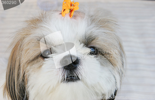 Image of Puppy portrait.