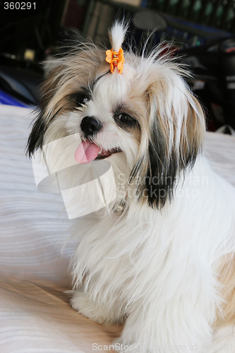 Image of Pup