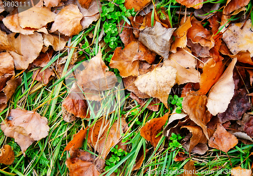 Image of leaves