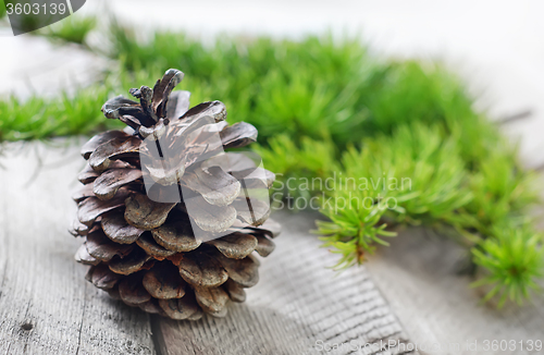 Image of pinecones