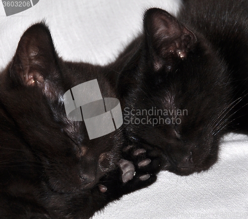 Image of  Title: Kittens sleeping together