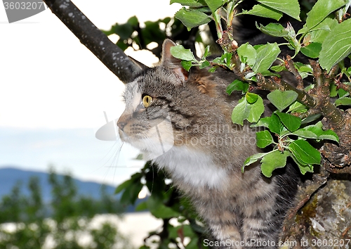 Image of Climbing cat