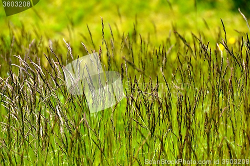 Image of Green grass