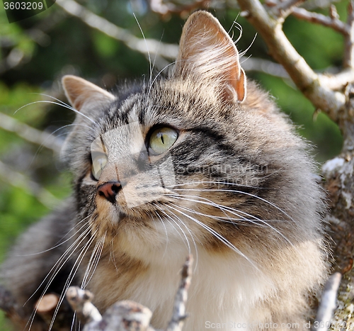 Image of Closeup on cats face