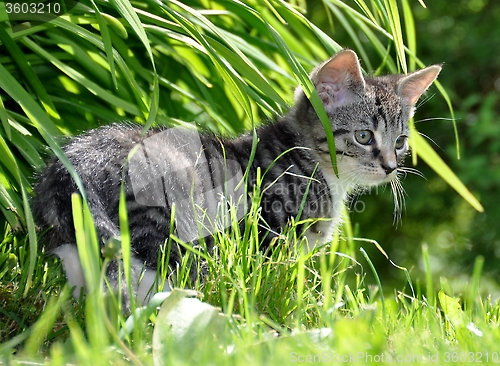 Image of Outdoor kitten