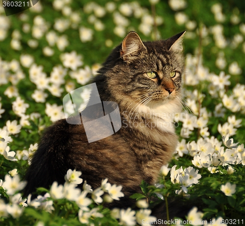 Image of Forest cat