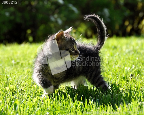 Image of Kitten outdoor