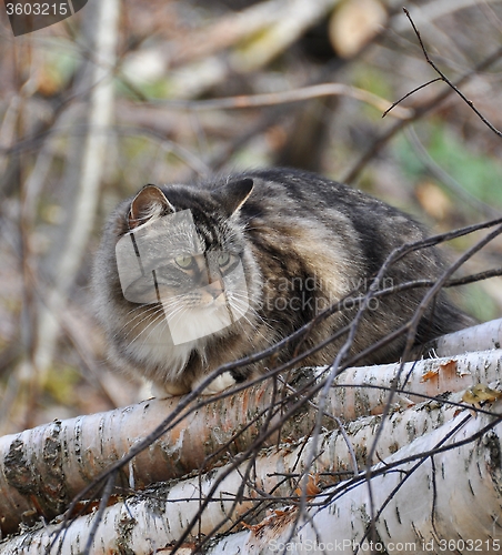 Image of Longhair cat