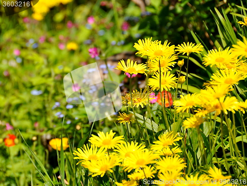 Image of Wild garden