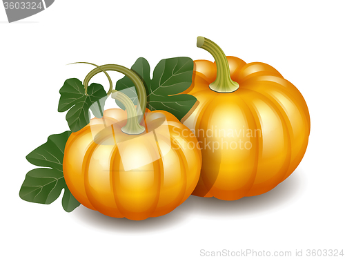 Image of Two orange autumn pumpkins with green leaves